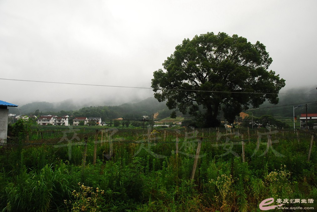 DSC_4829.jpg