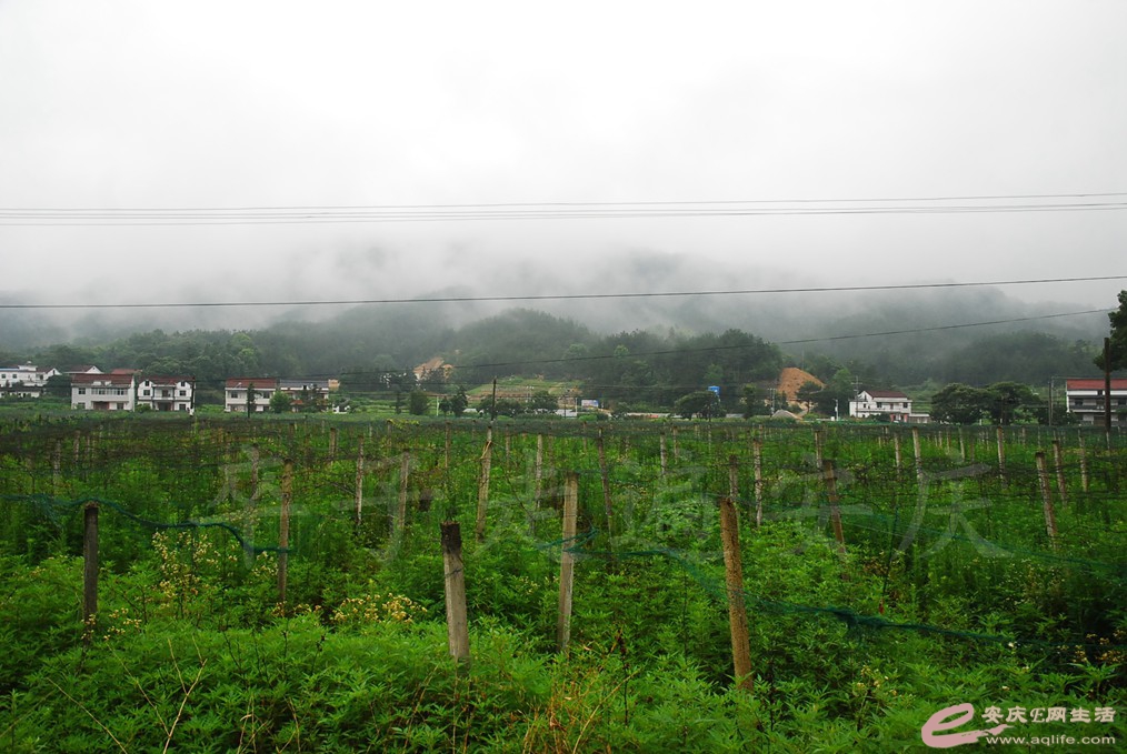 DSC_4831.jpg