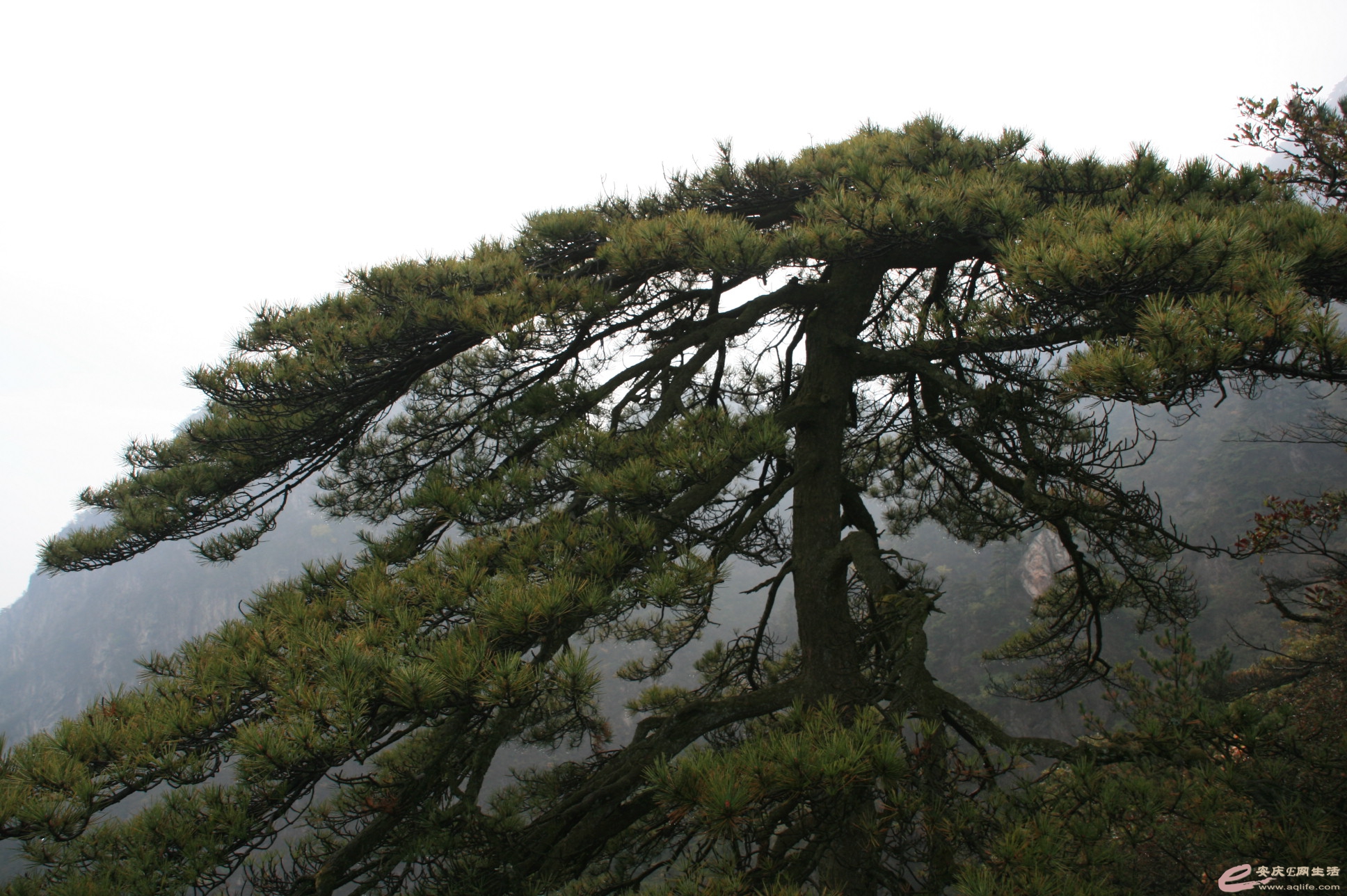 201501001 1963.jpg