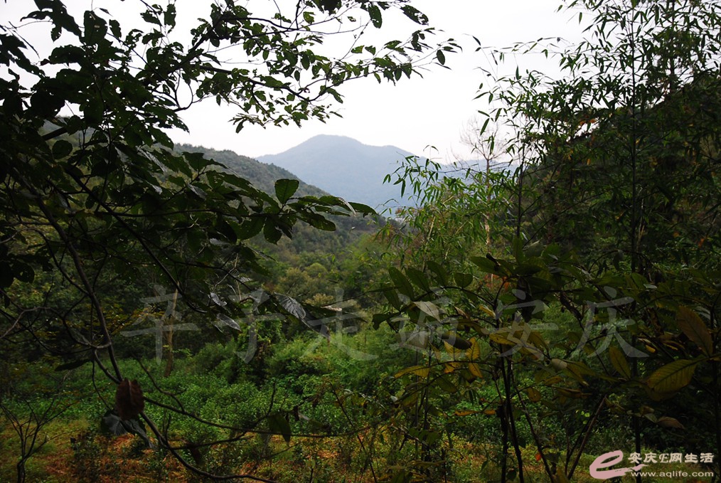 DSC_6016.jpg