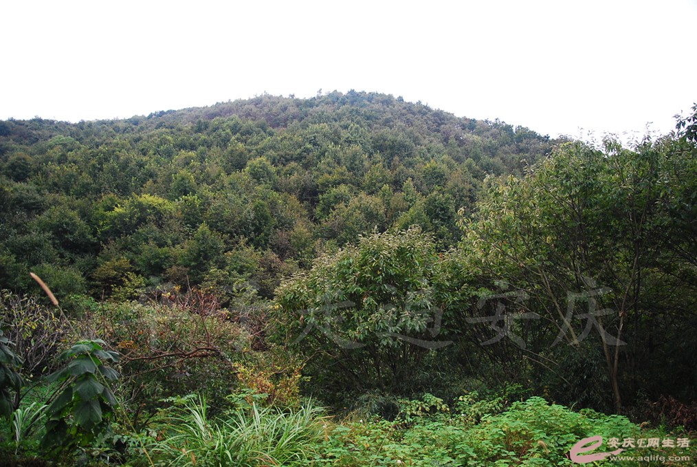 DSC_6030.jpg