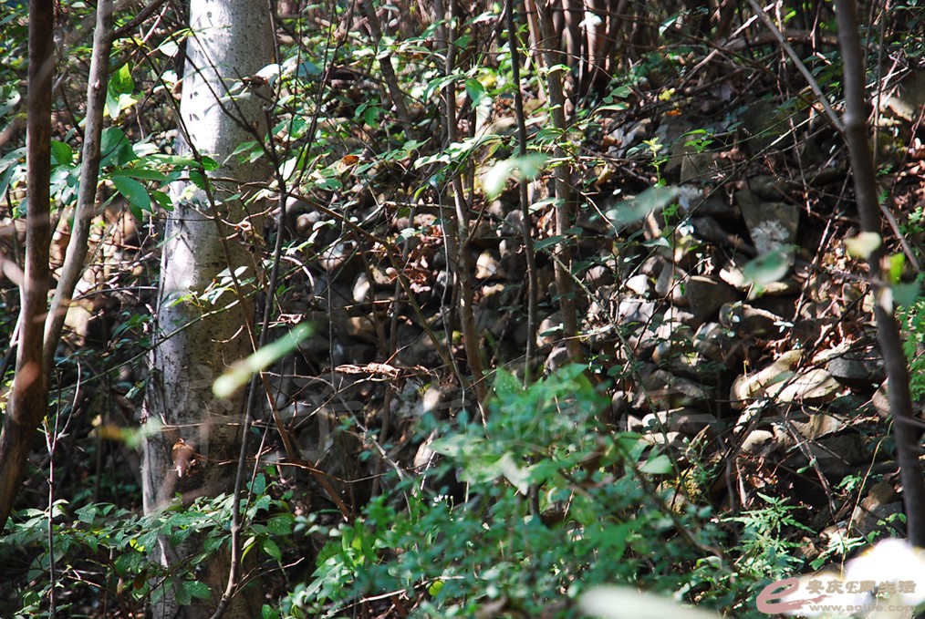 DSC_6088.jpg