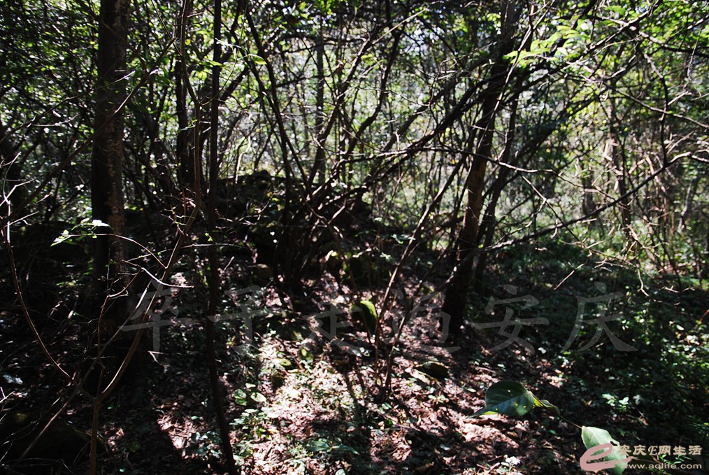 DSC_6100.jpg