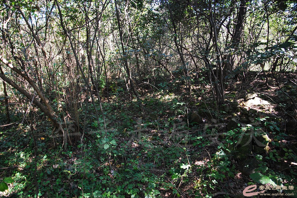 DSC_6107.jpg
