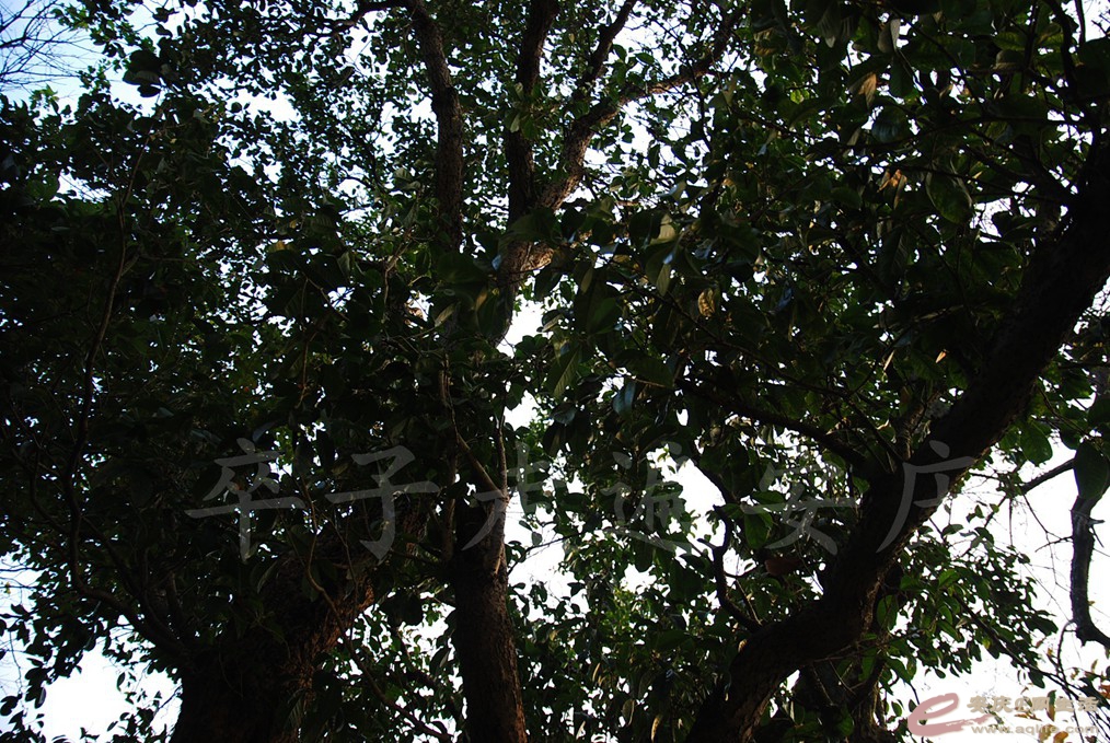 DSC_0780.jpg