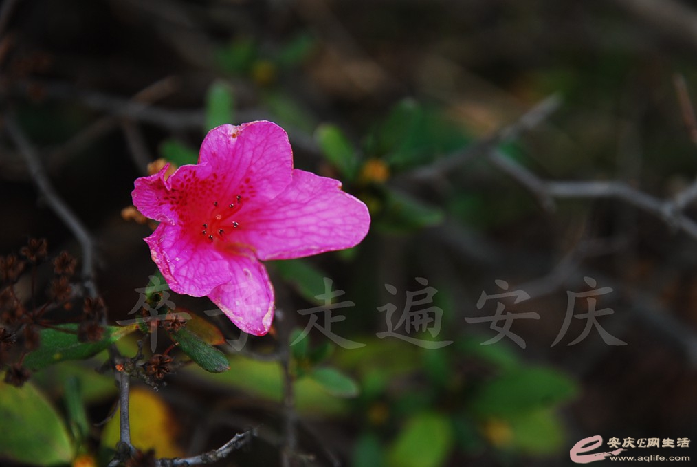 DSC_6508.jpg