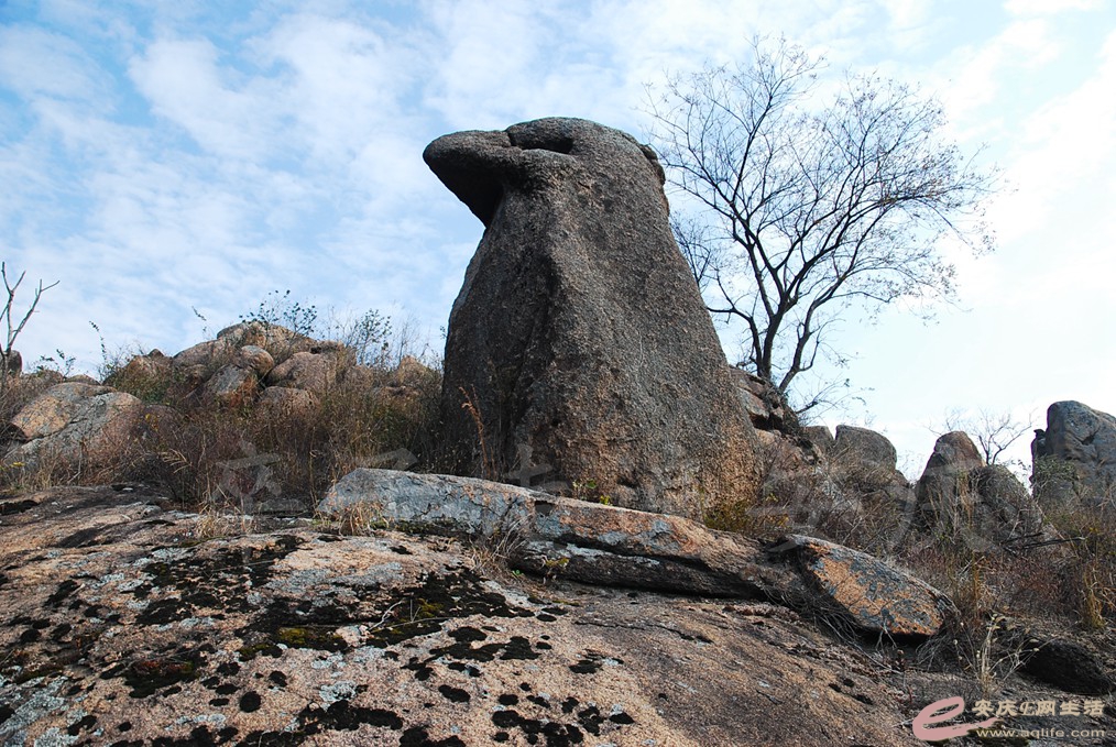 DSC_6564.jpg