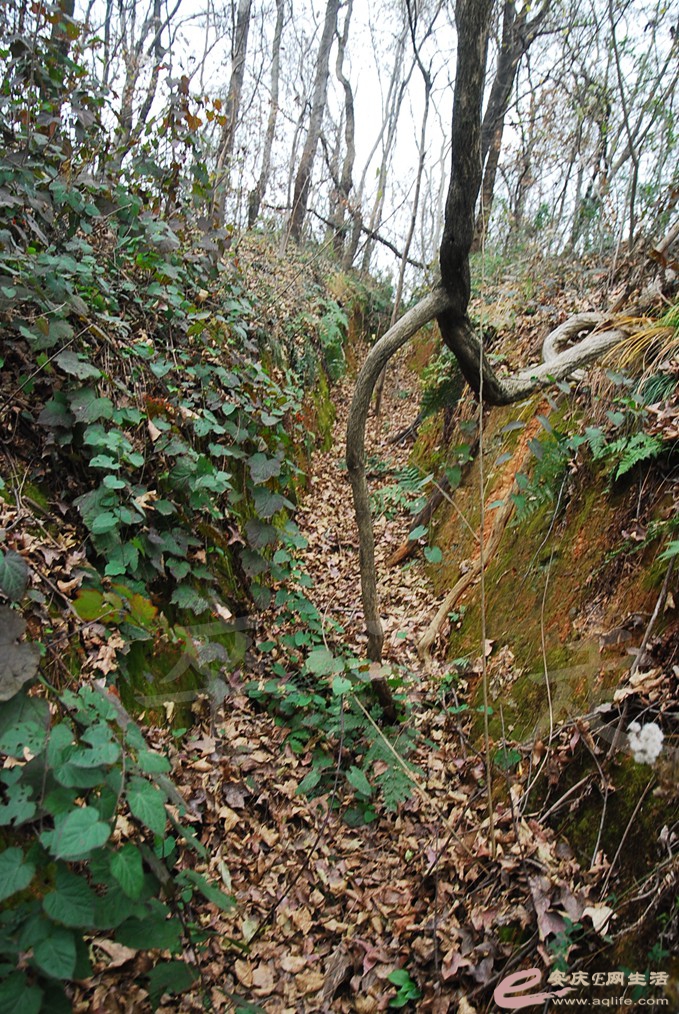 DSC_7057.jpg