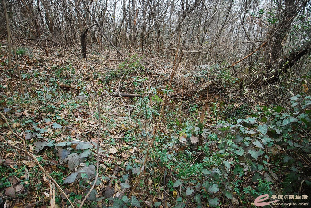 DSC_7074.jpg