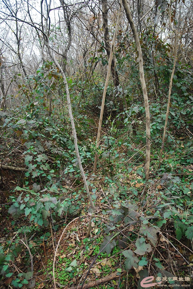 DSC_7075.jpg