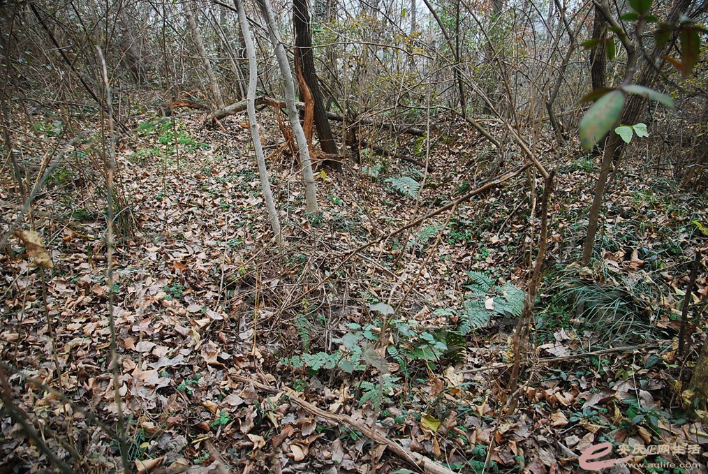 DSC_7078.jpg
