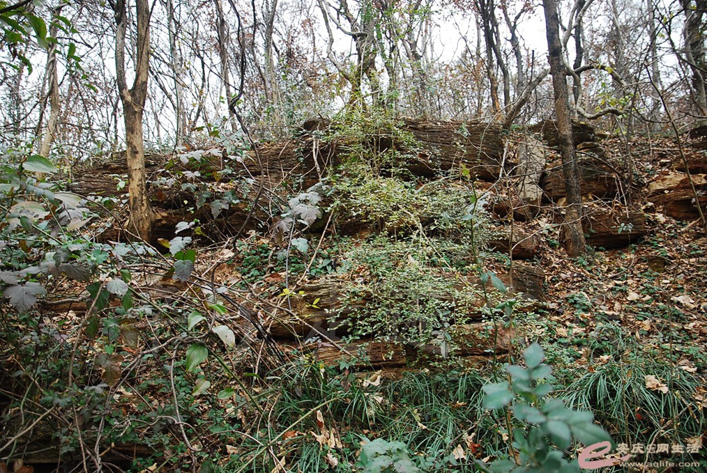 DSC_7109.jpg