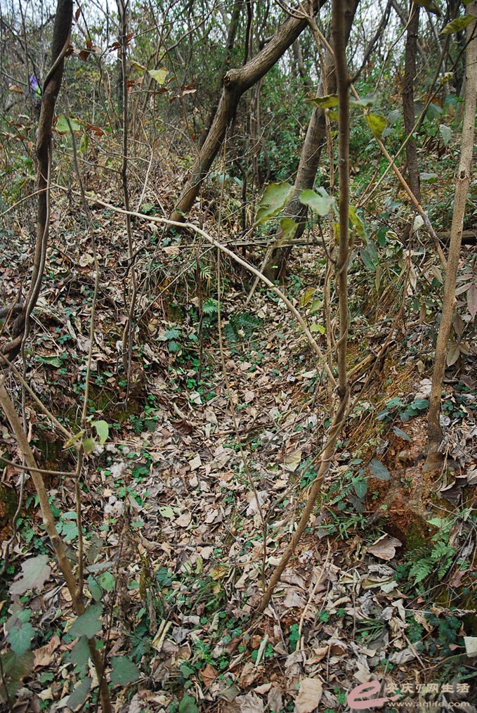 DSC_6985.jpg