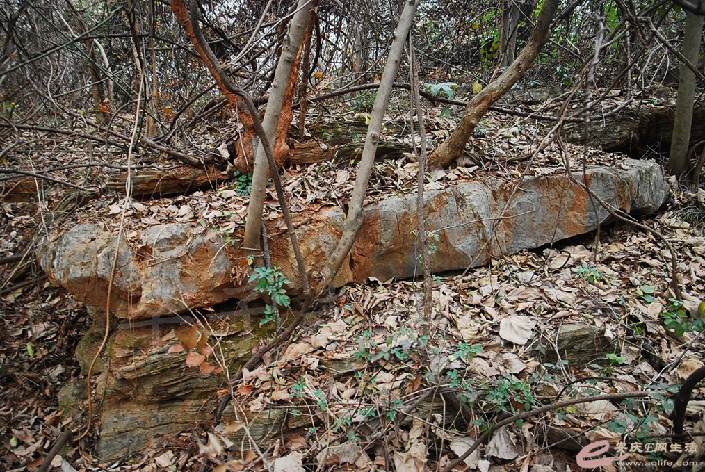 DSC_7001.jpg