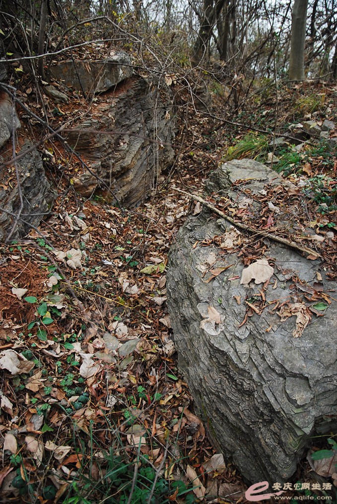 DSC_7009.jpg