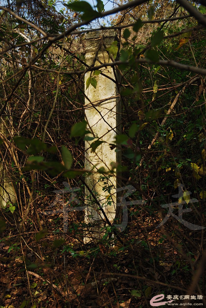 DSC_6737.jpg
