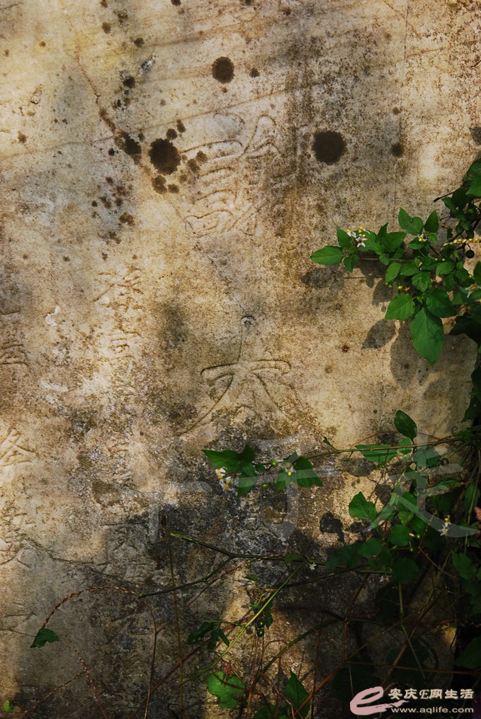 DSC_6755.jpg