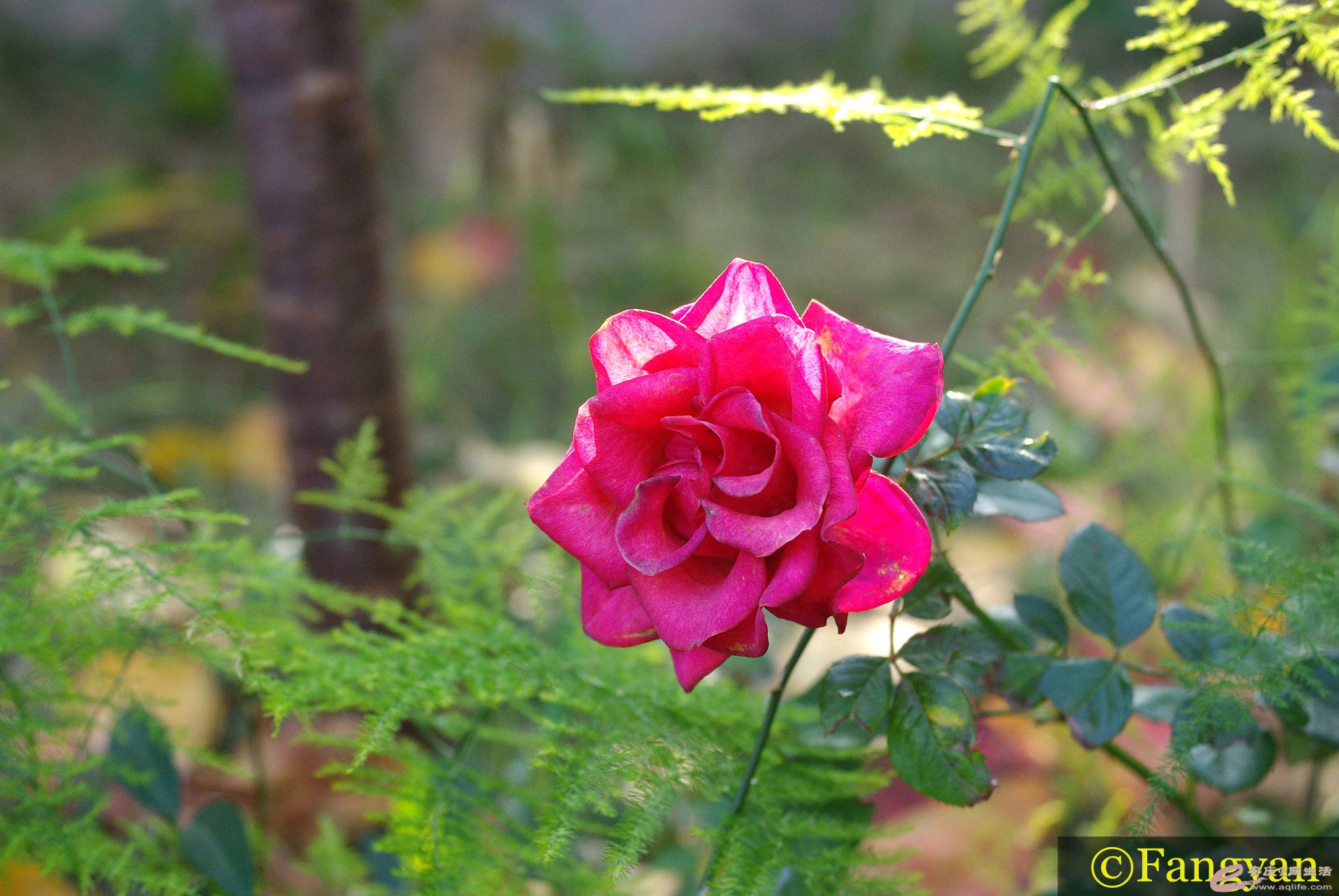 IMGP2907__.jpg