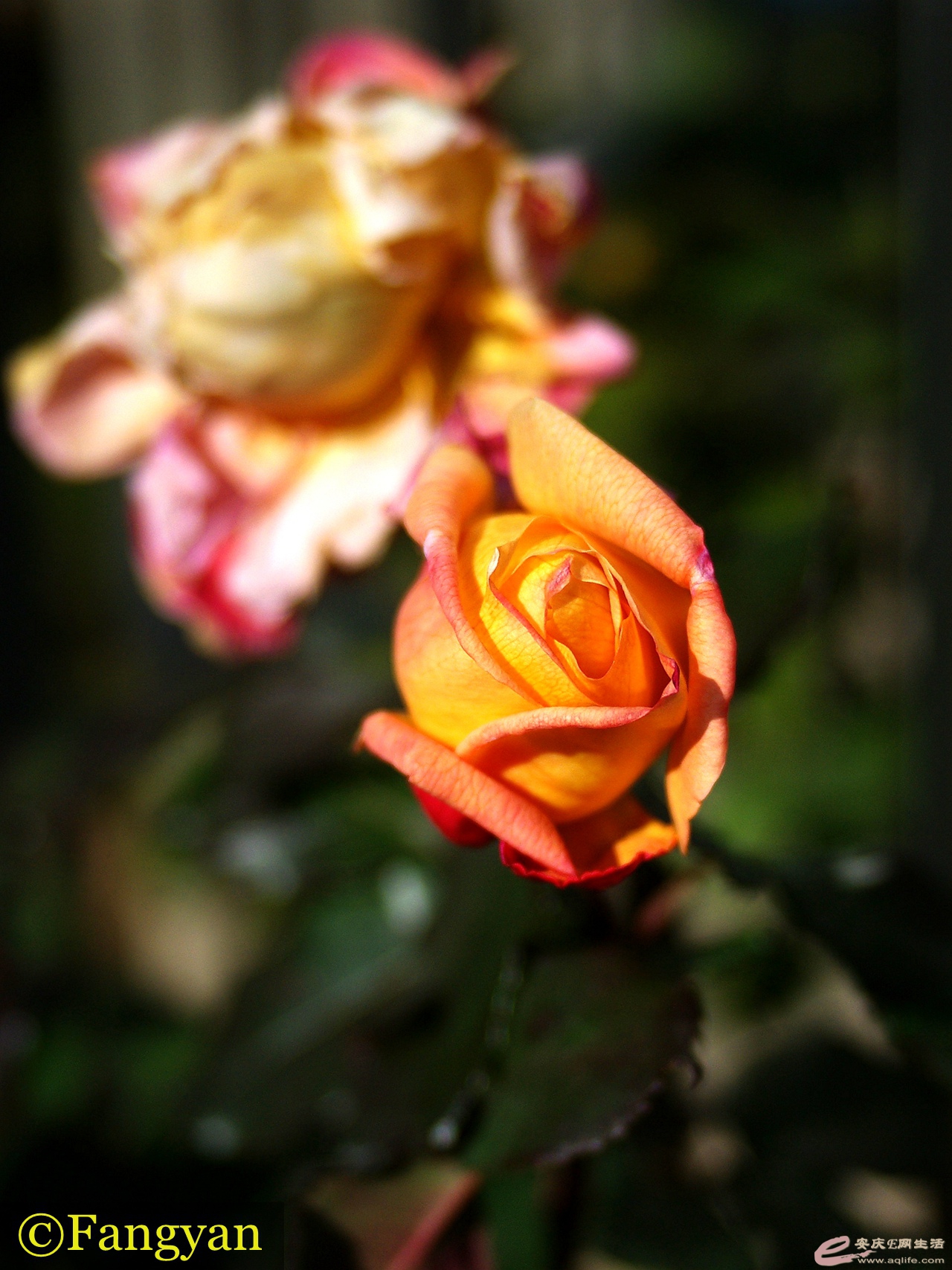 IMGP2931__.jpg