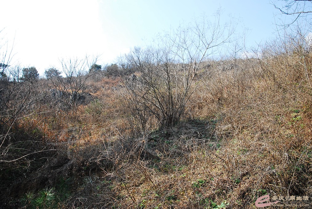 DSC_7207.jpg