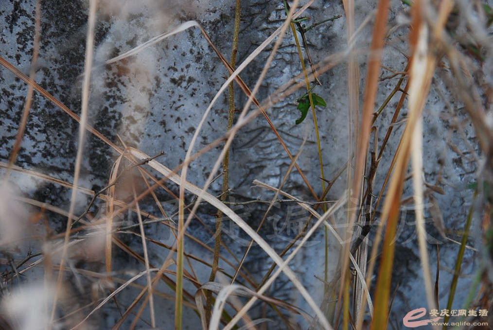 DSC_7275.jpg