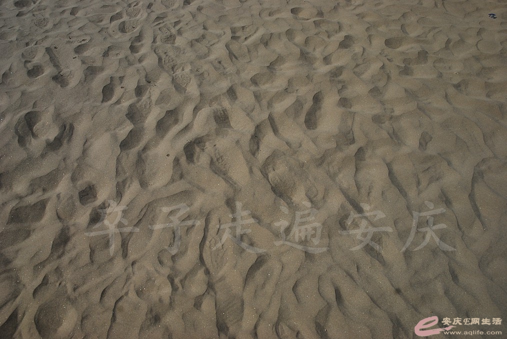 DSC_7387.jpg