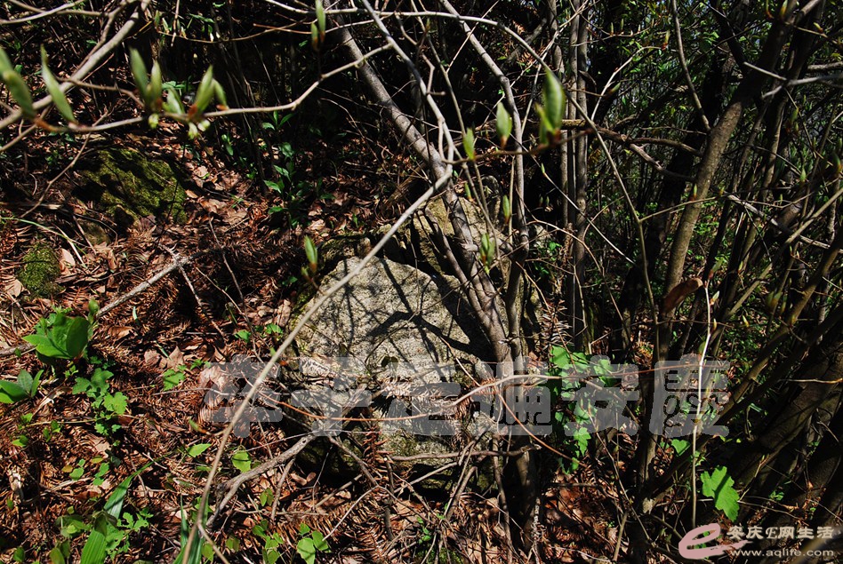 DSC_9175.jpg