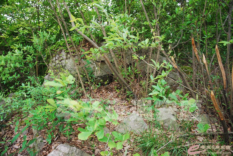 DSC_9584.jpg