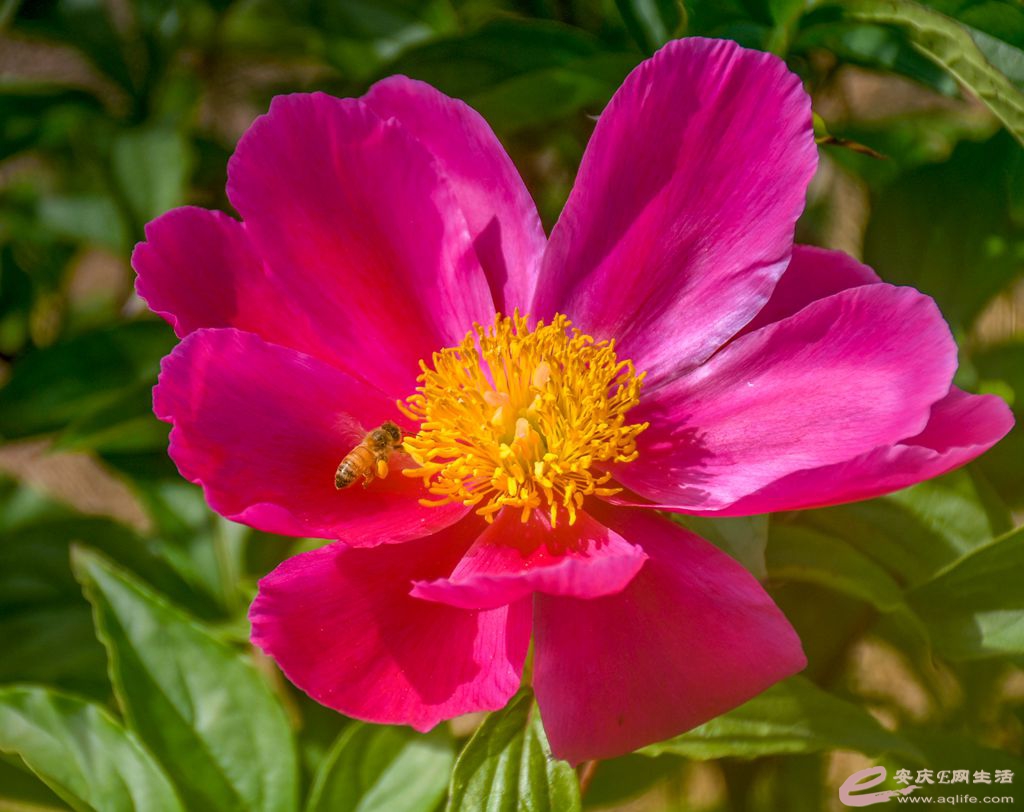 DSC_3042_1_.jpg