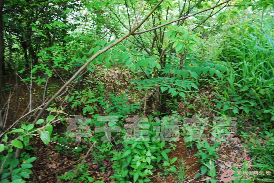 DSC_9785.jpg