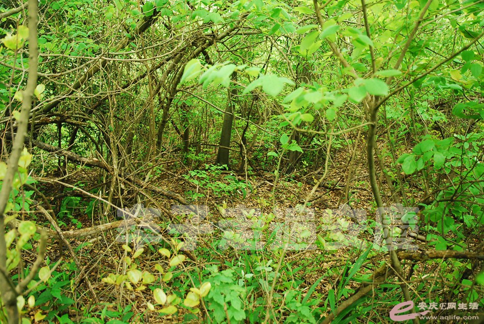 DSC_9798.jpg