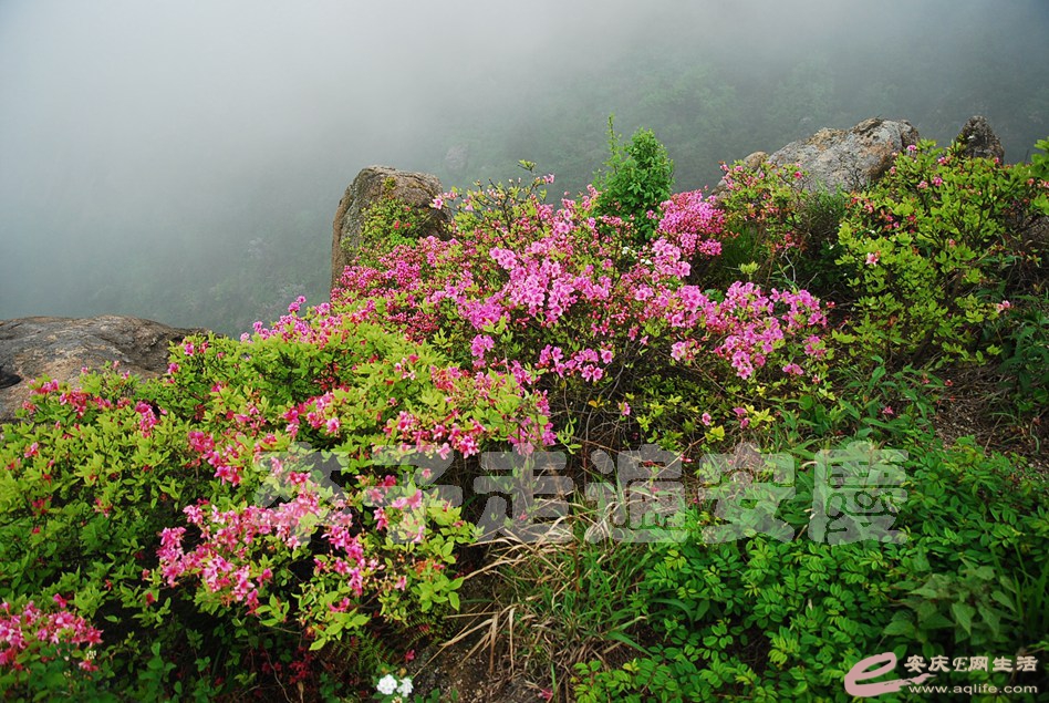 DSC_9872.jpg