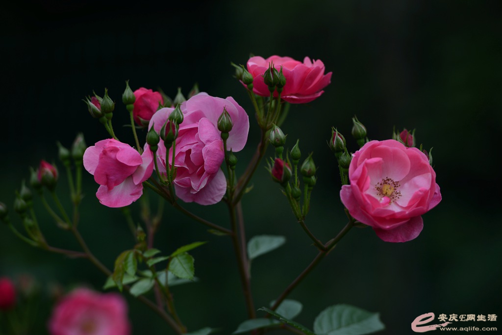 DSC_7182_.jpg