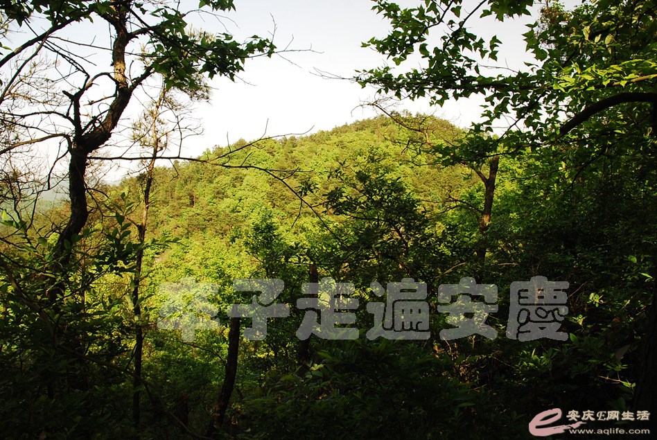 DSC_9989.jpg
