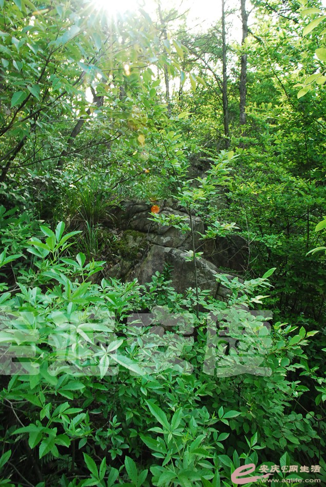 DSC_0018.jpg