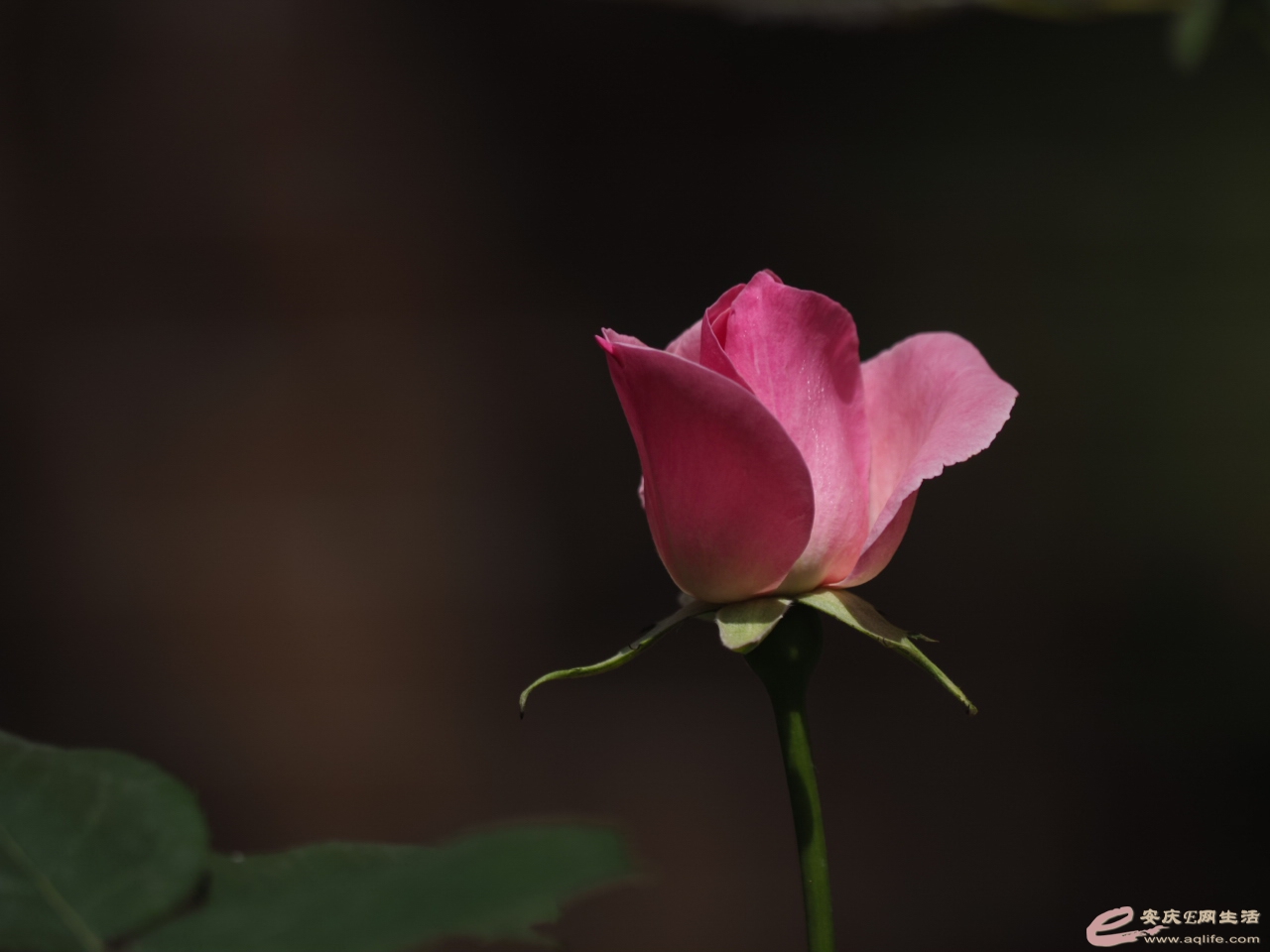 _5010312.jpg