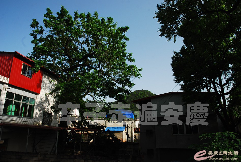 DSC_0020.jpg