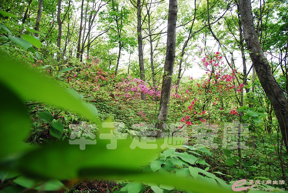 DSC_9600.jpg