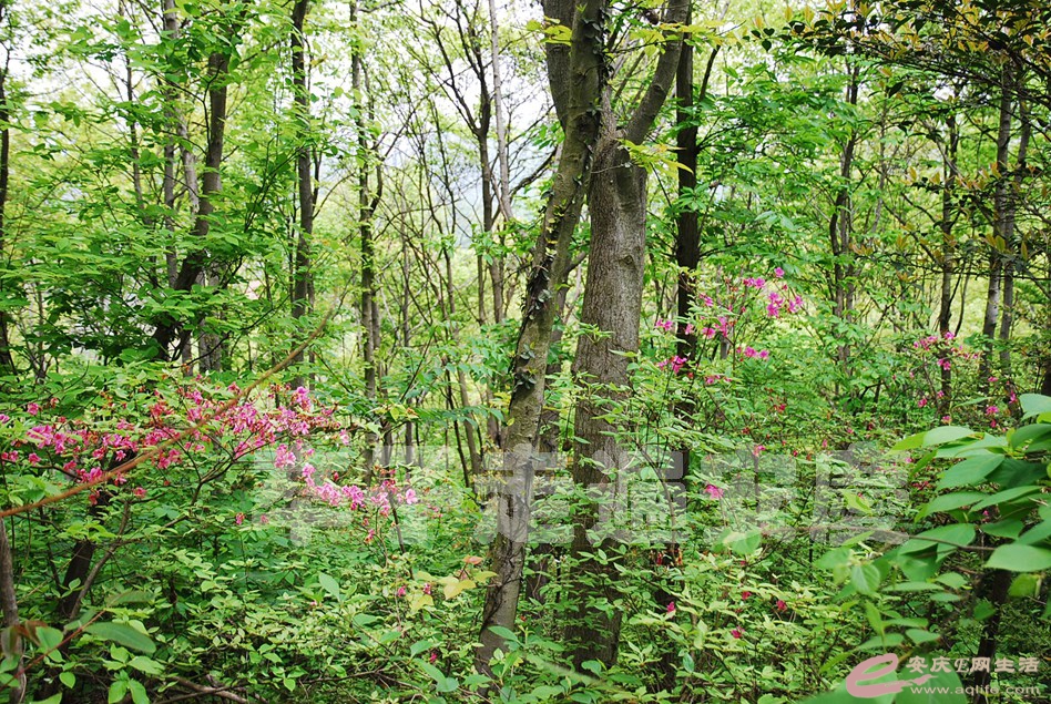 DSC_9605.jpg