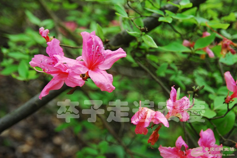 DSC_9608.jpg