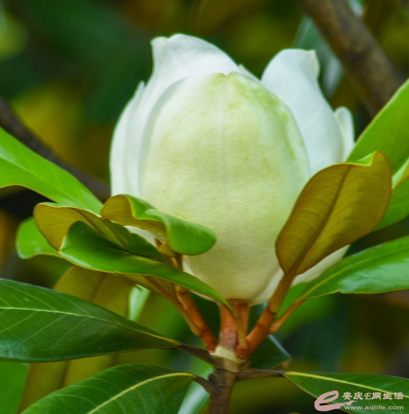 DSC_3956.jpg