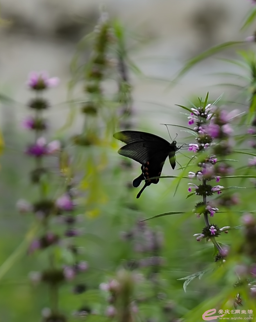 DSC_928000.jpg