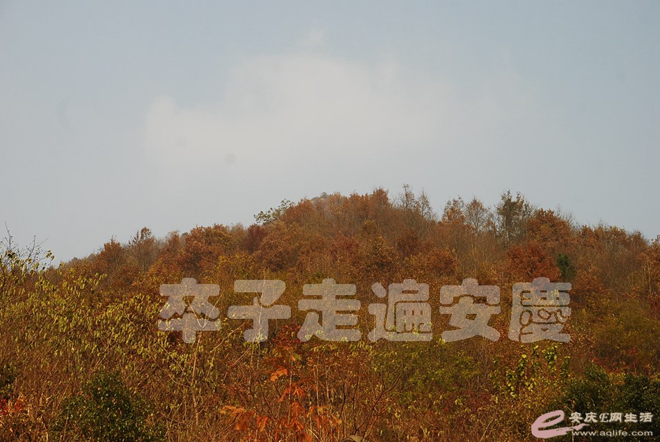 DSC_6771.jpg