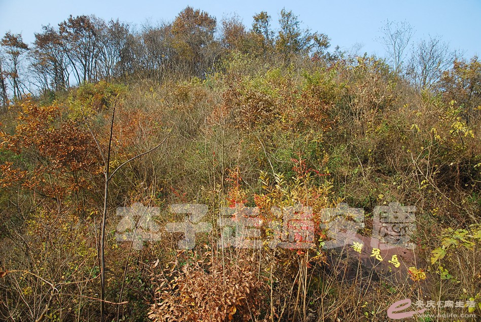 DSC_6796.jpg