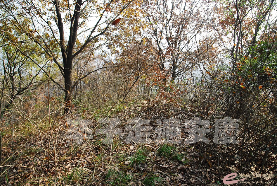 DSC_6812.jpg