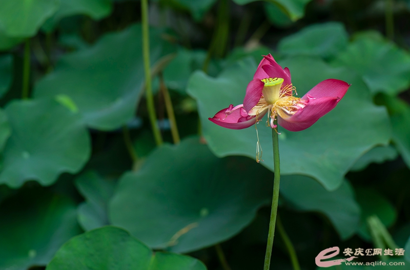 D75_0979_.jpg