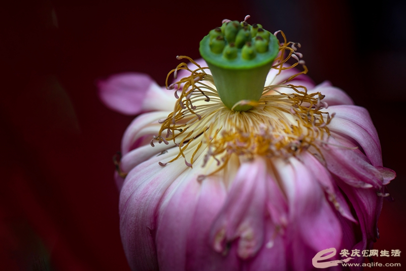 D75_0981_.jpg