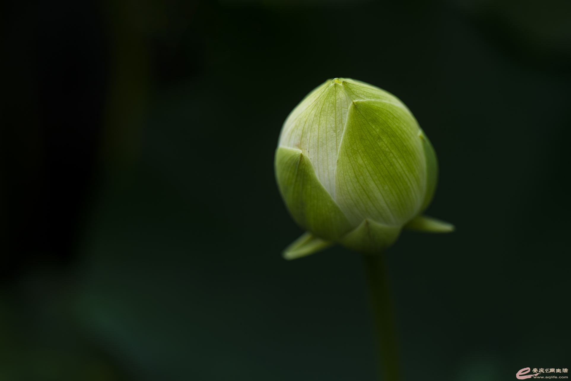 D75_0984.jpg