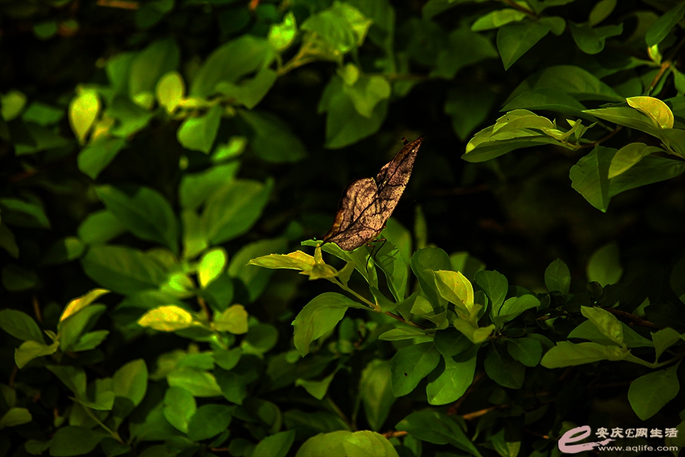 IMG_6224A.jpg