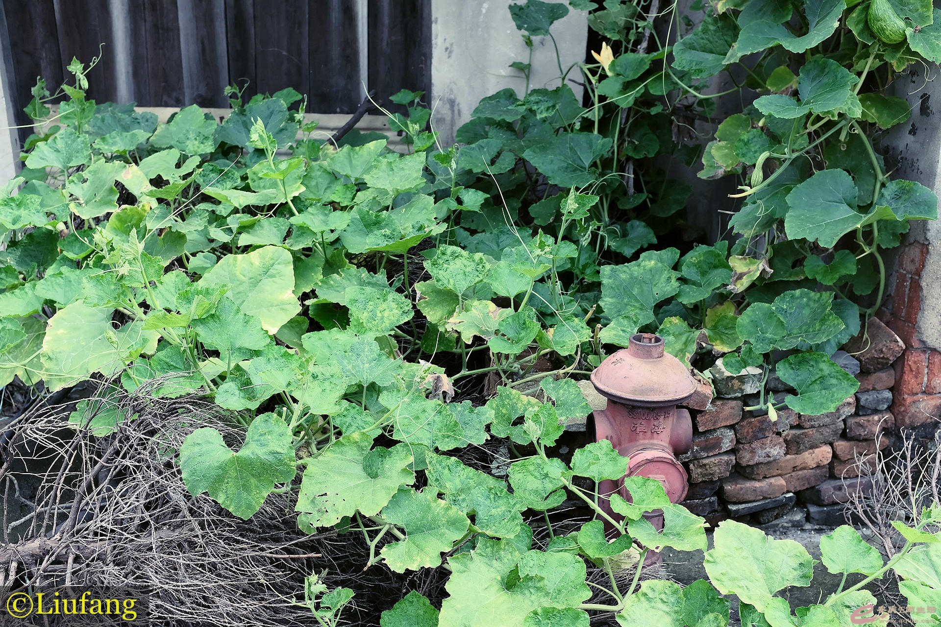 DSCF7786_.jpg